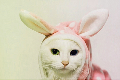 Feliz Páscoa :P | Patinha de Gato